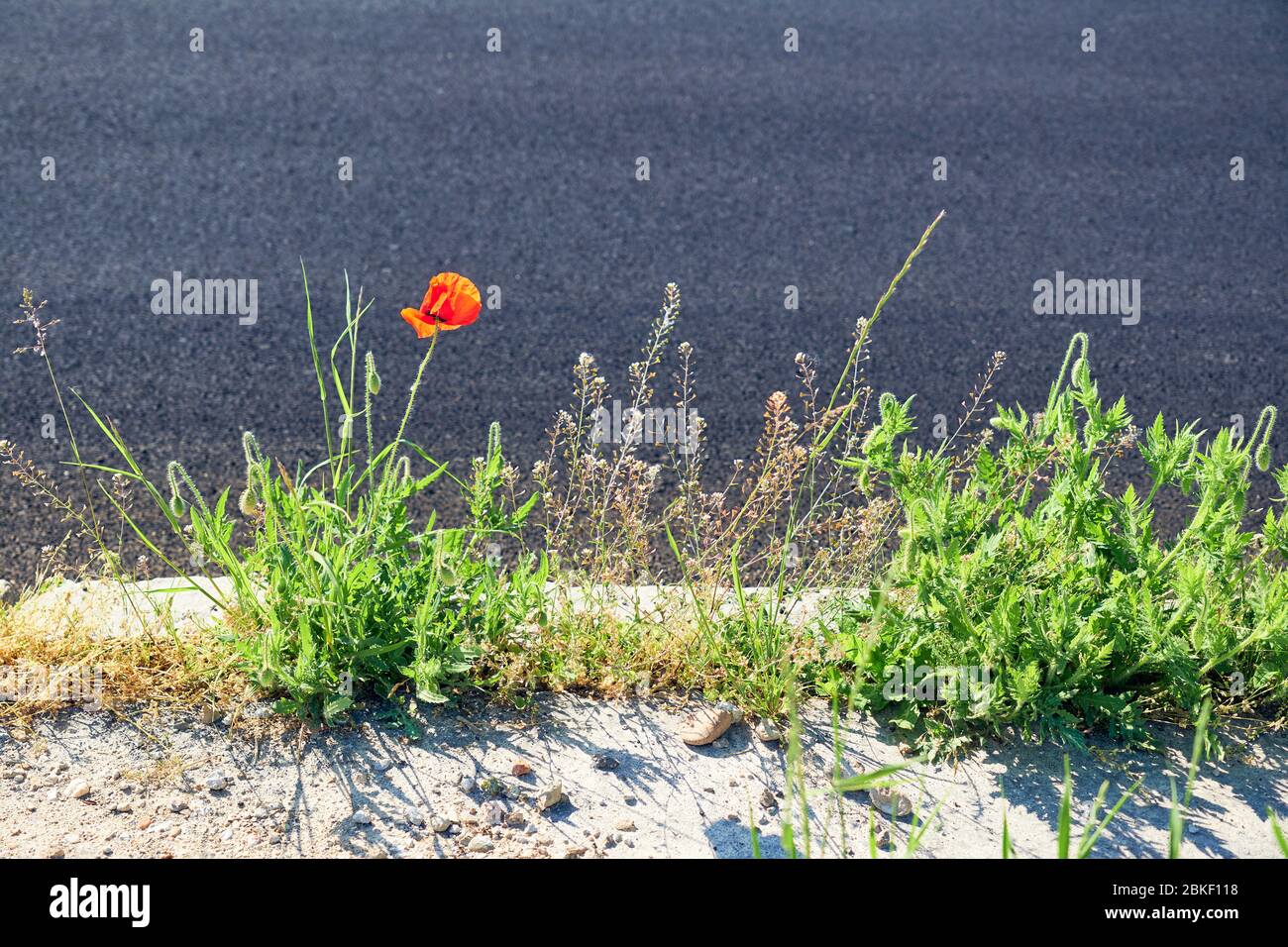 Red poppy next to asphalt road Stock Photo - Alamy
