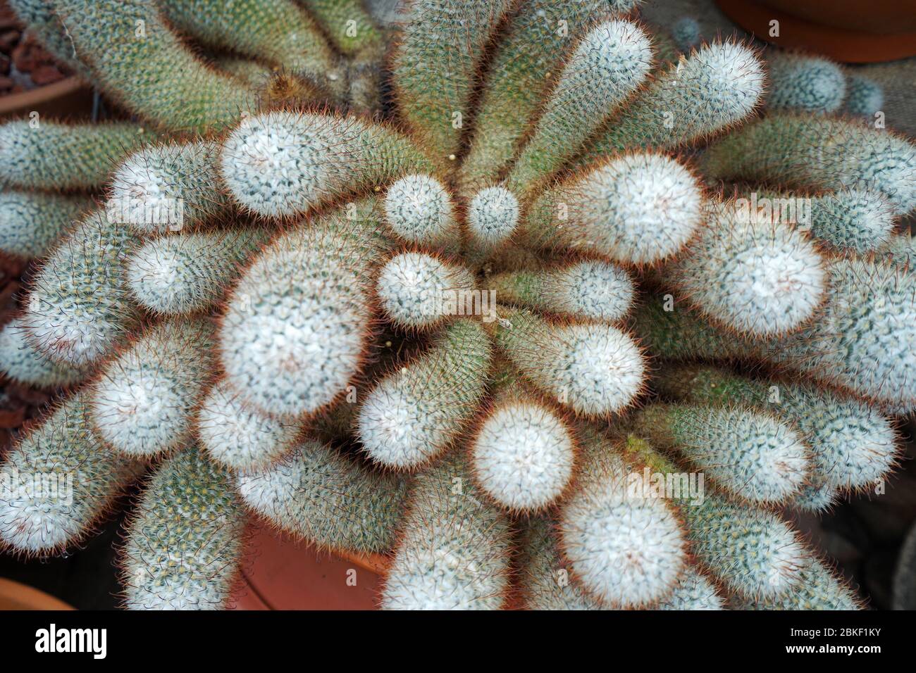 Close up 'Silken Pincushion' cactus plant Stock Photo