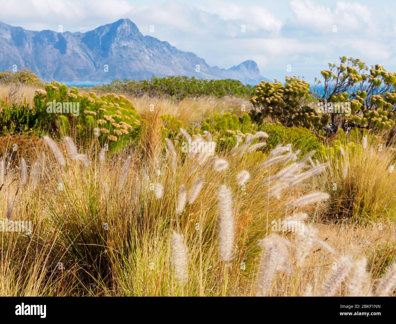 The exquisite diversity of the flora of the Western Cape of South 