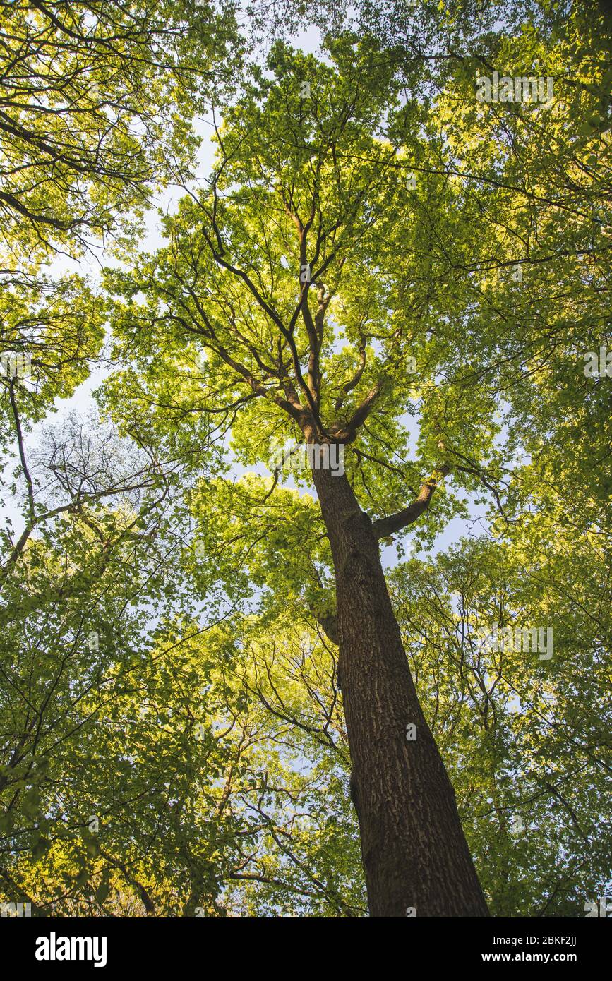 Autmun forest hi-res stock photography and images - Alamy