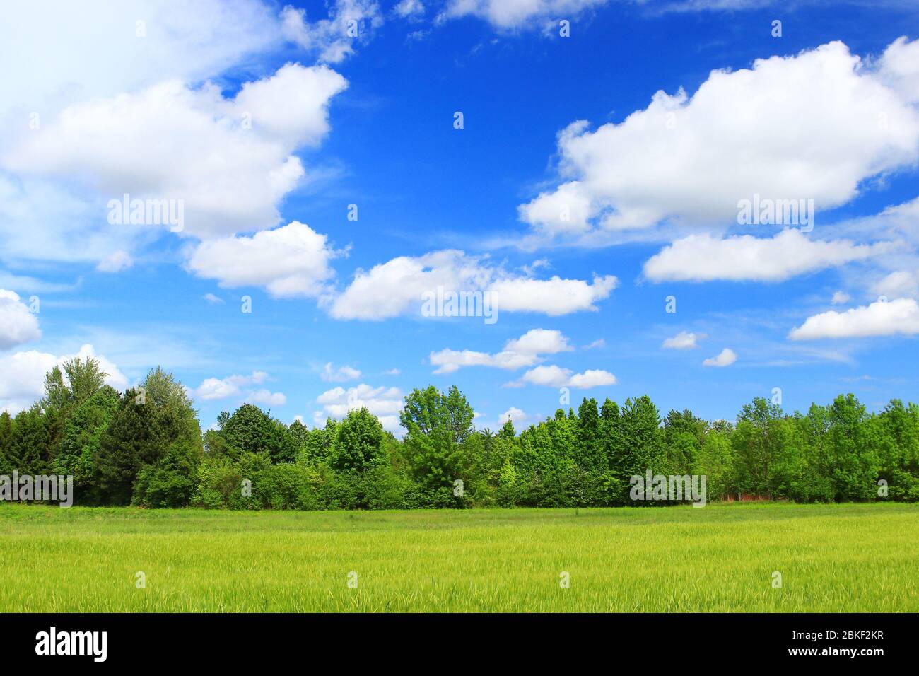 Green wheat field with blue sky Stock Photo
