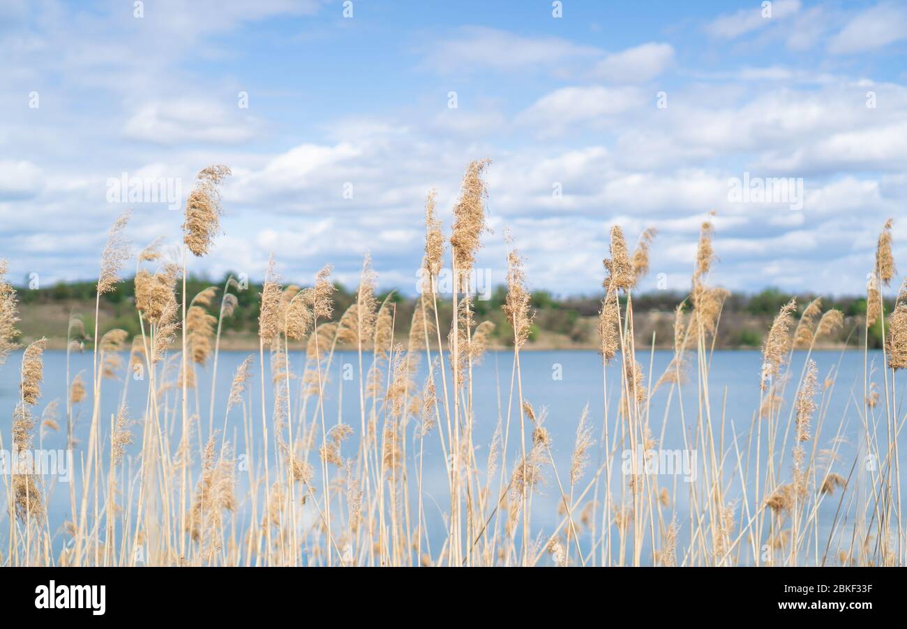 Overgrown bulrush plants and lake on the background Blue sky reflection in the pond and cane on the foreground Bulrushes Stock Photo