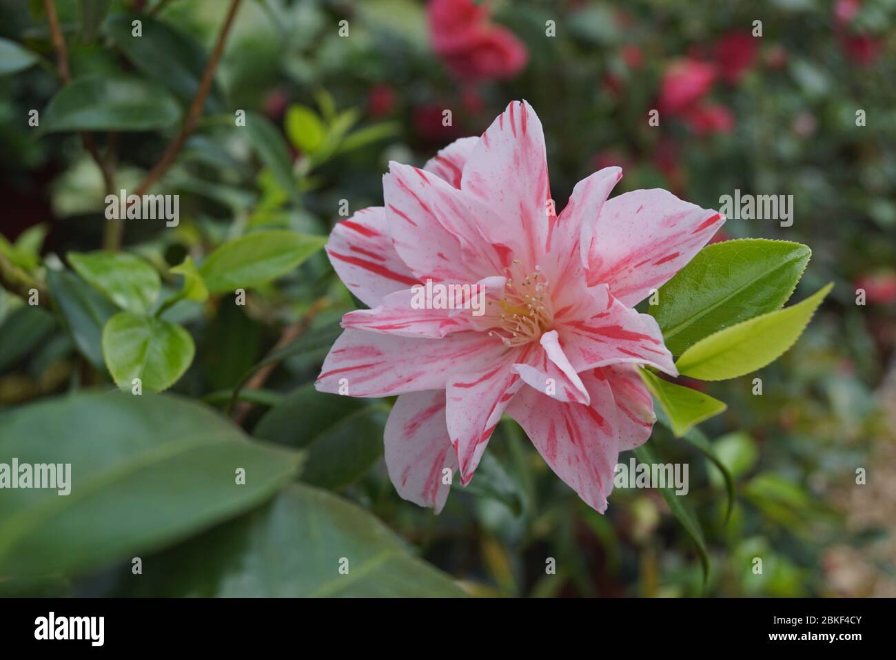 A pink and red blossom of Camellia japonica Stock Photo