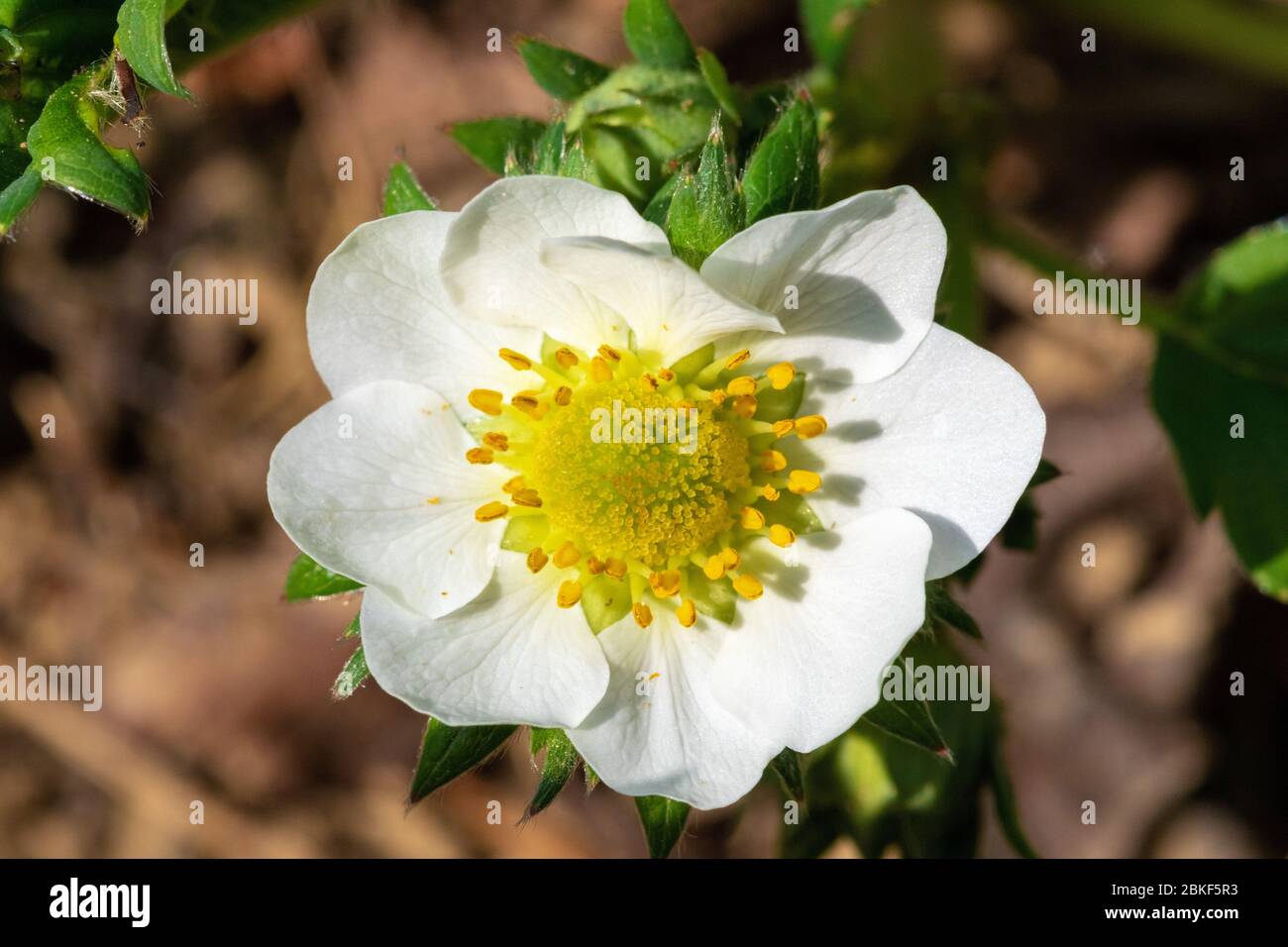 Flower of the garden strawberry (Fragaria × ananassa) Stock Photo