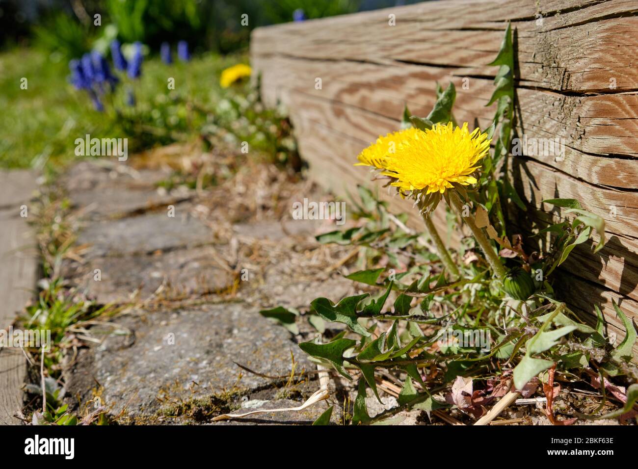 Beautiful yellow dandelion plant flowering at the wooden bar of stairs in a springtime garden. Seen in Germany in April. Stock Photo
