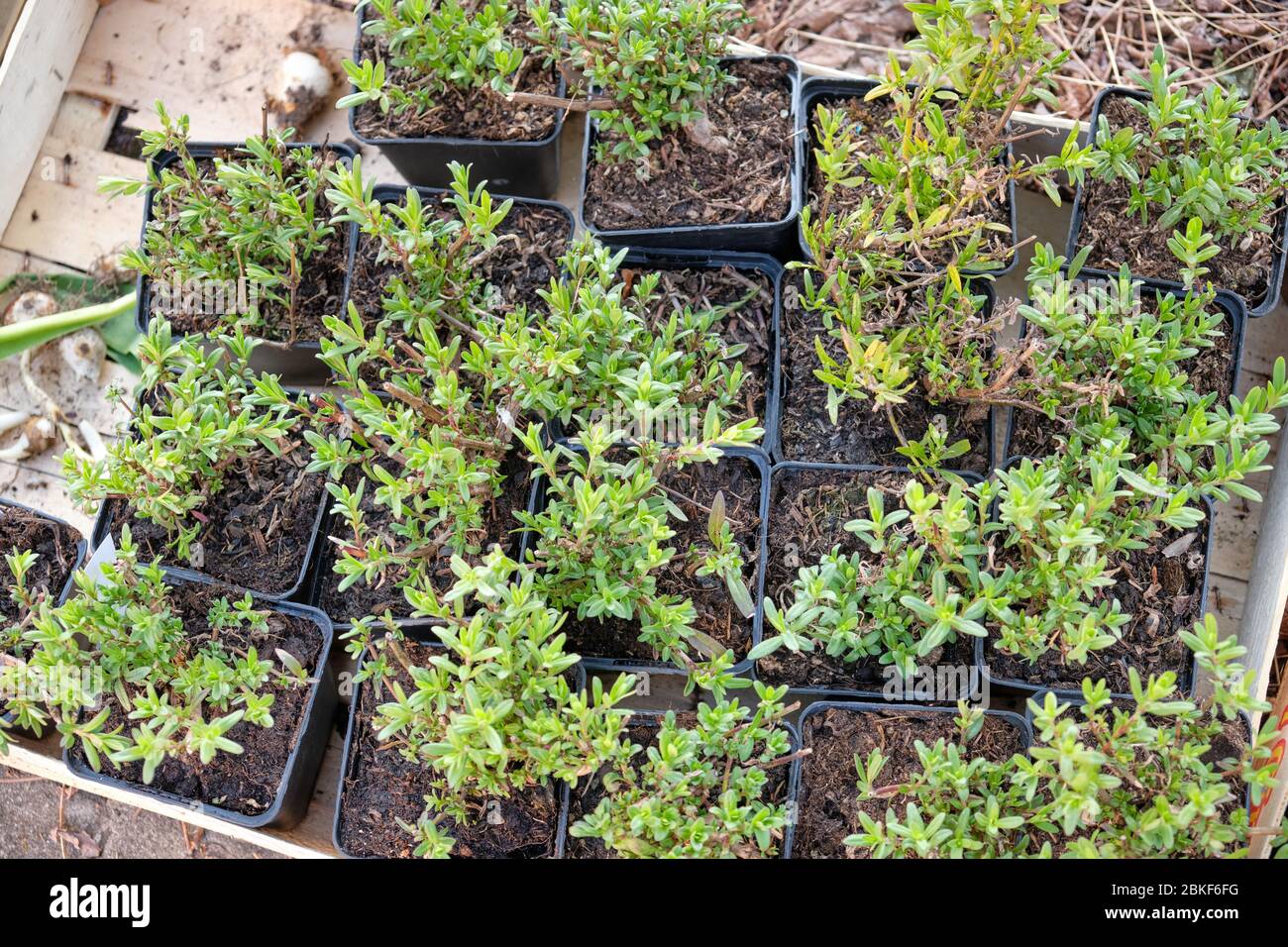 Young little hyssop plants in black plastic plant pots from the gardener ready to be planted out into the soil of a garden. Seen in Germany in April Stock Photo