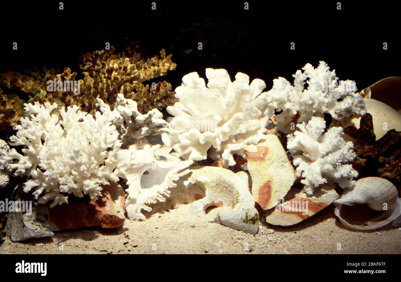 Aquarium decoration with coral skeletons Stock Photo