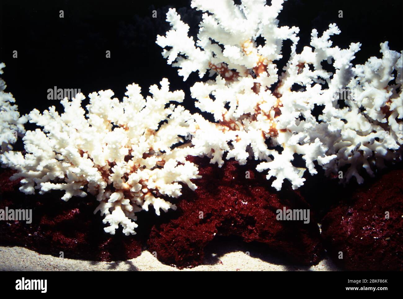 Aquarium decoration with coral skeletons Stock Photo