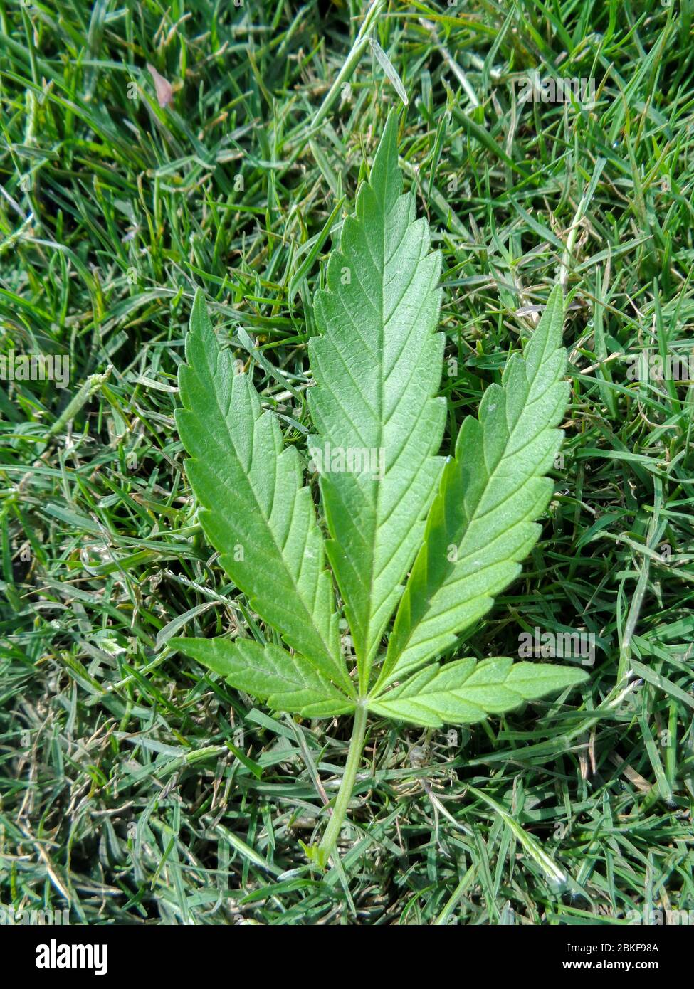 Medical marijuana leaf on green grass background Stock Photo