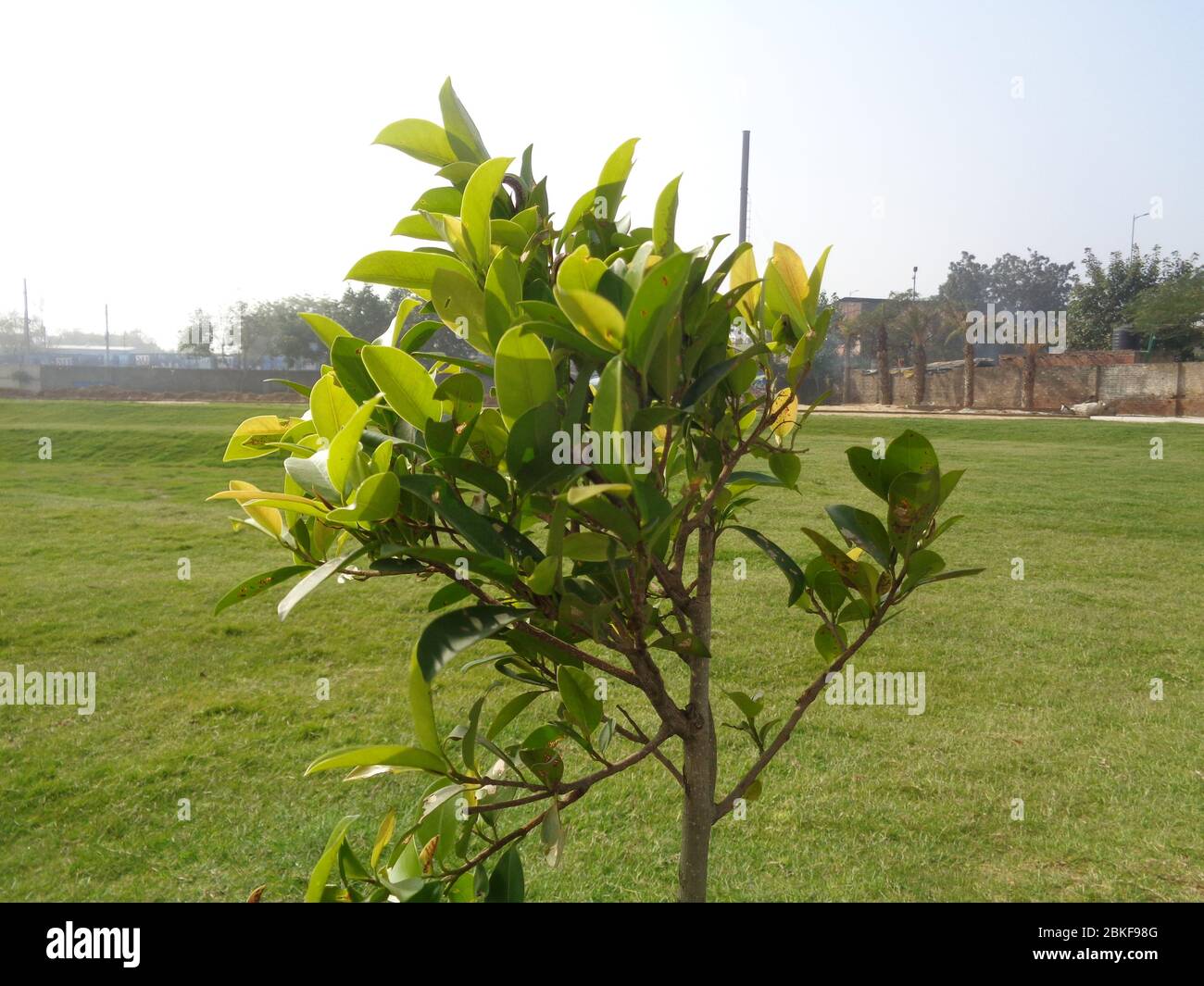 Single tree in the middle of green lawn Stock Photo