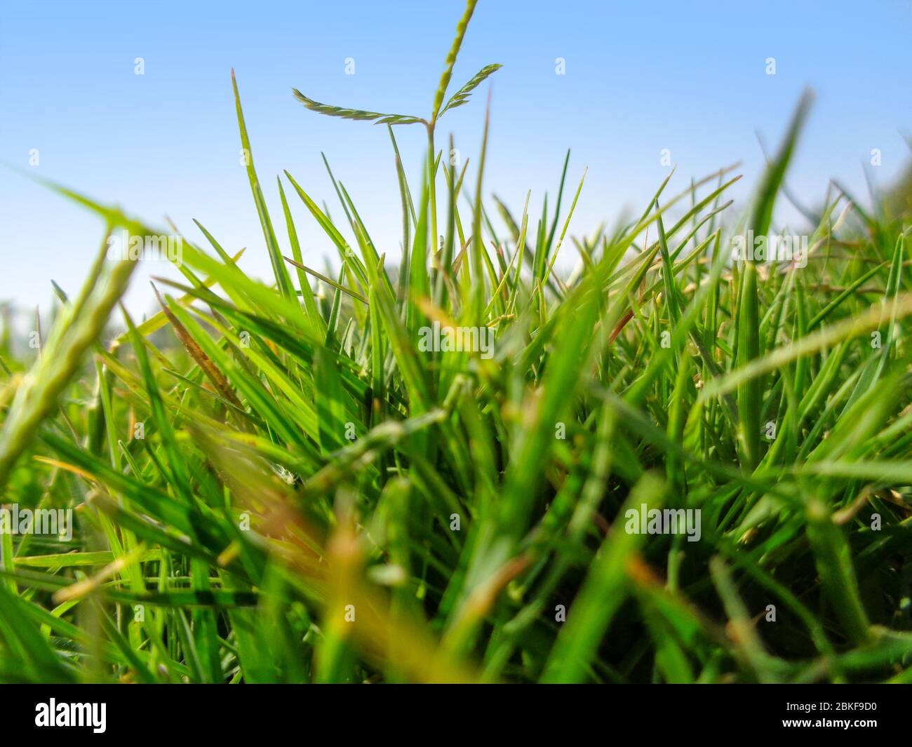 Close-up of grass in the field macro Stock Photo