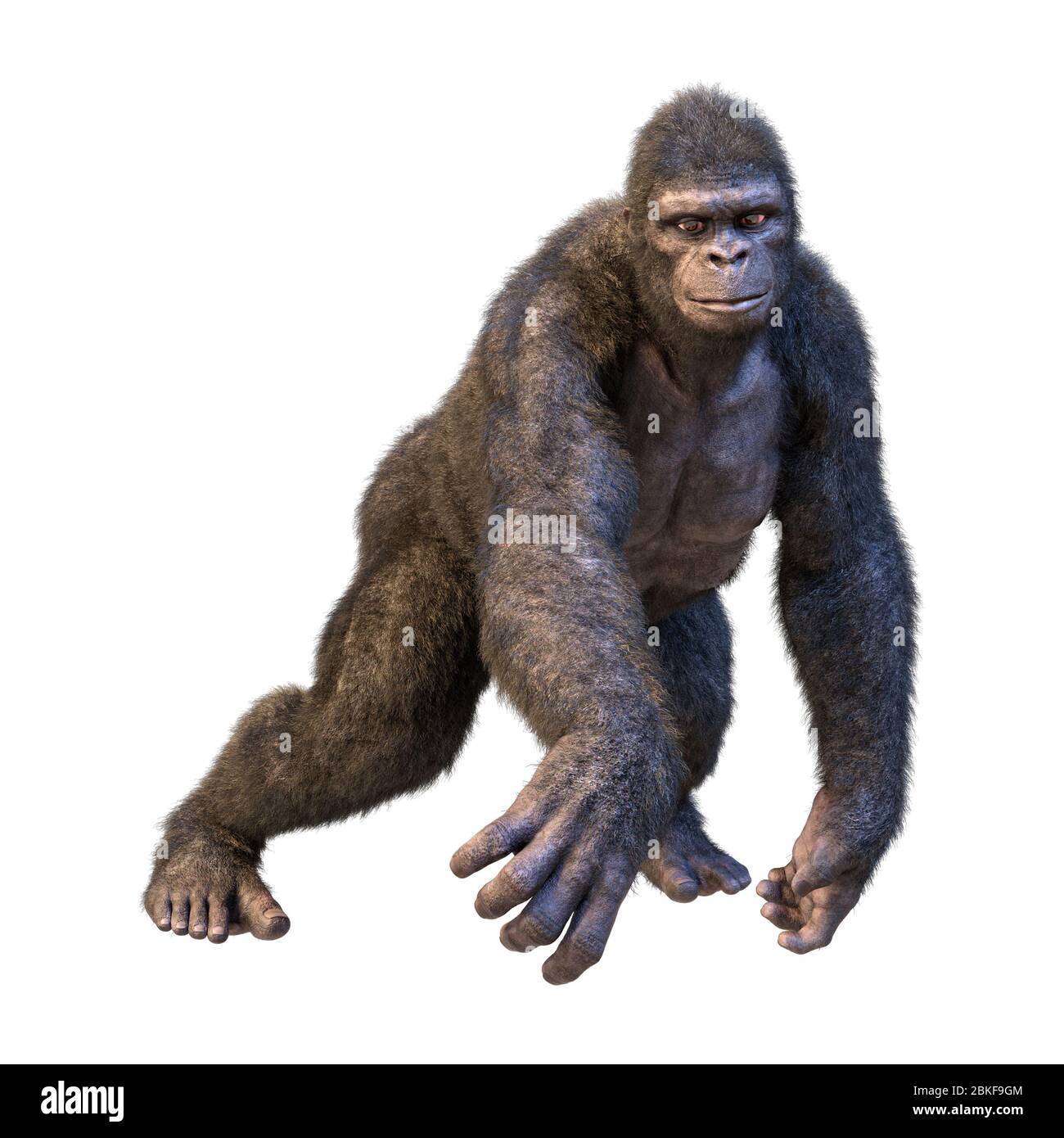 3D rendering of a gorilla ape isolated on white background Stock Photo
