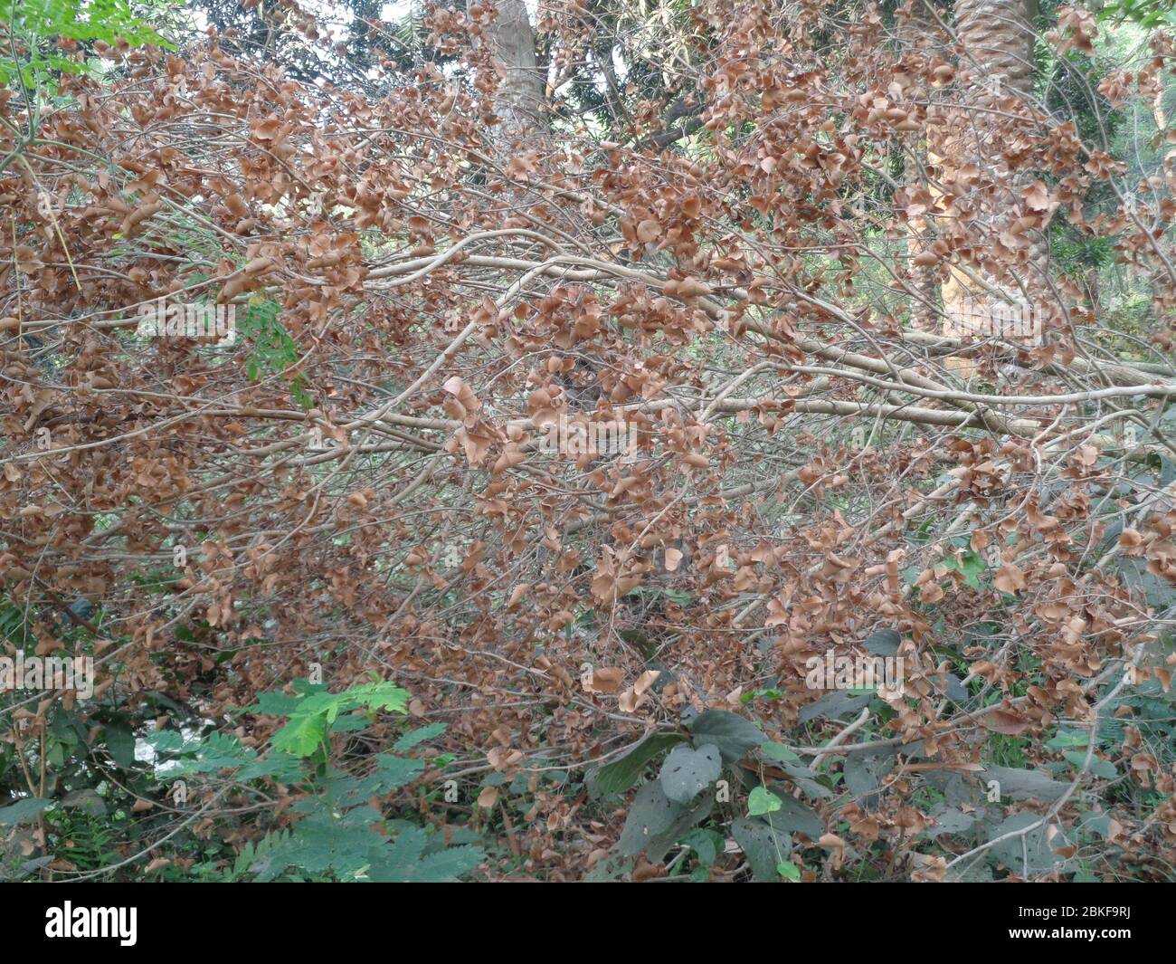 deforestation of the indian trees Stock Photo