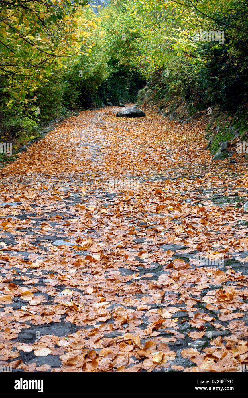 Trail covered with fall leaves Stock Photo