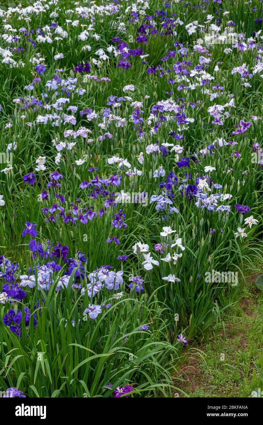 Japanese iris flowers, Maekawa Iris festival, Itako City, Japan Stock Photo