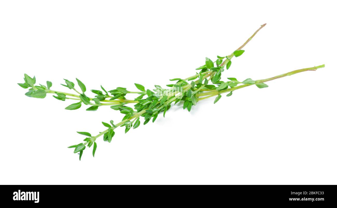 Sprig of fresh thyme leaf isolated on white background Stock Photo Alamy