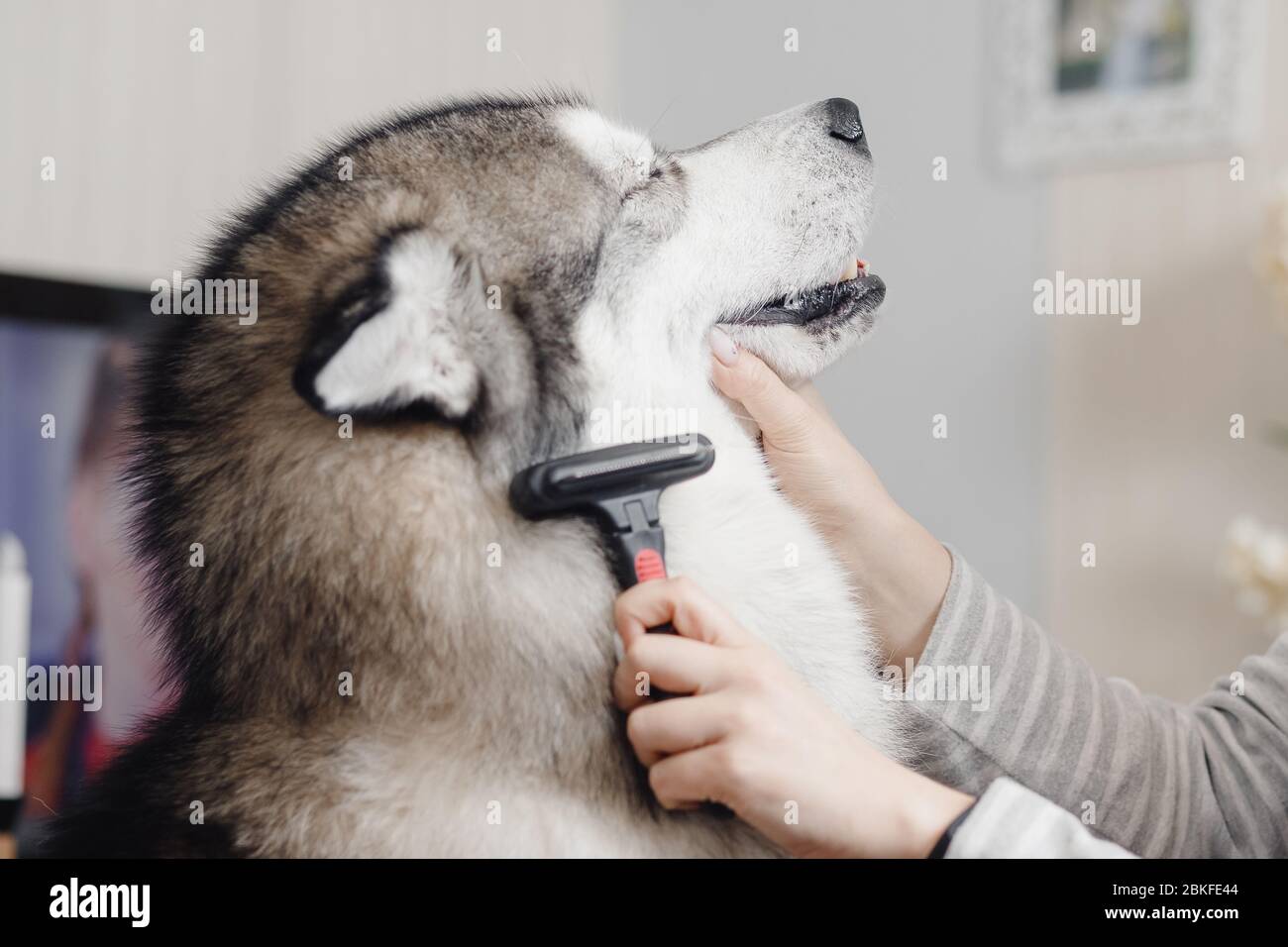 Dog is sitting sideways with her eyes closed, woman cleaning wool. Stock Photo