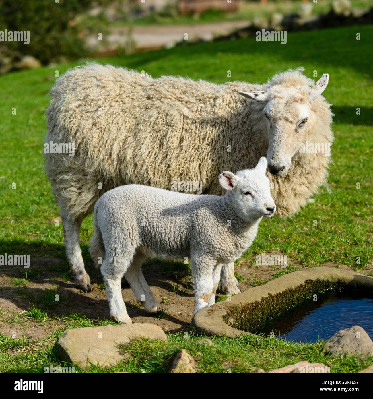 1 caring mule sheep ewe & tiny lamb in spring, standing by water trough in farm field (mother nuzzling cute offspring) - Yorkshire, England, GB, UK. Stock Photo