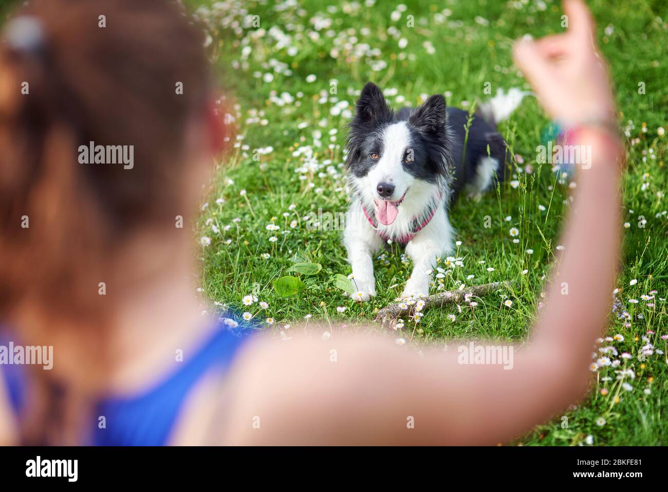 obedience trained border collies for sale