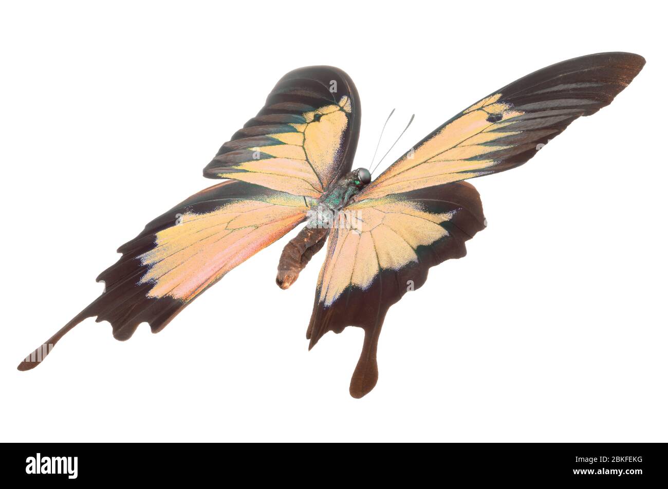 Morpho butterfly isolated on a white background Stock Photo - Alamy