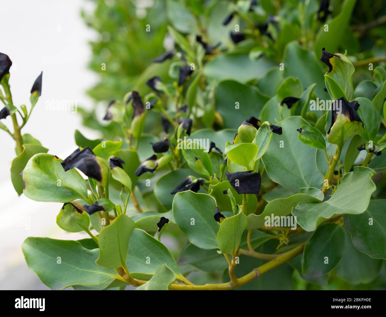 Griselinia littoralis aka Kapuka, New Zealand broadleaf or Papauma. Hedge plant. Black leaf tips probably due to frost damage. Stock Photo