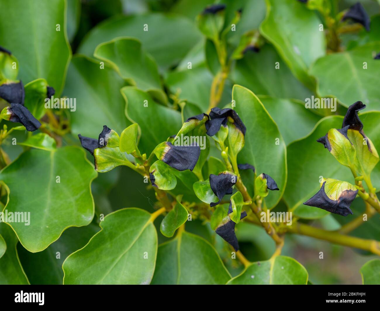 Griselinia littoralis plant detail. Black leaf tips probably due to frost damage. Stock Photo