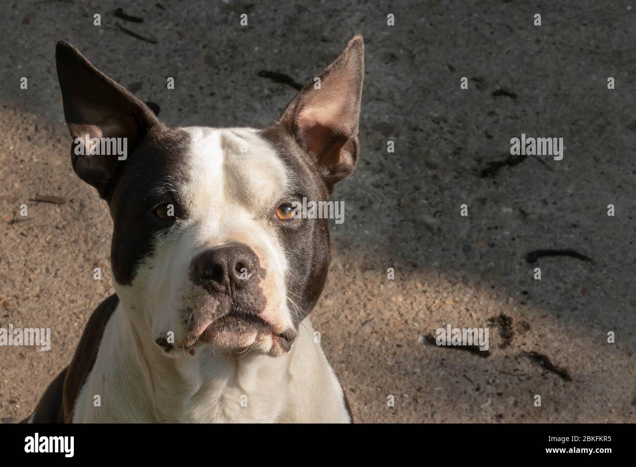 American staffordshire terrier. Black and white amstaff dog portrait. Stock Photo