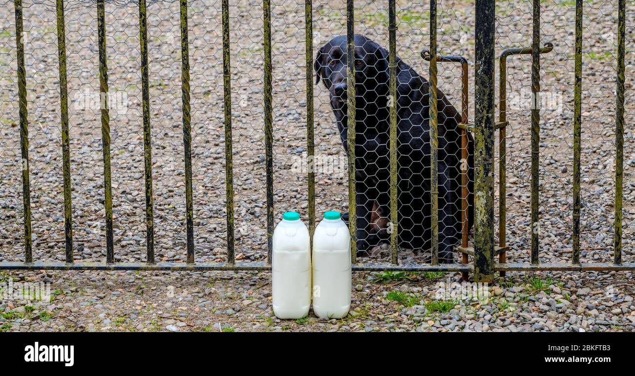 Millie, a black labrador, guarding milk delivered to the outside of the gate at a house in South Lanarkshire, Scotland. Stock Photo