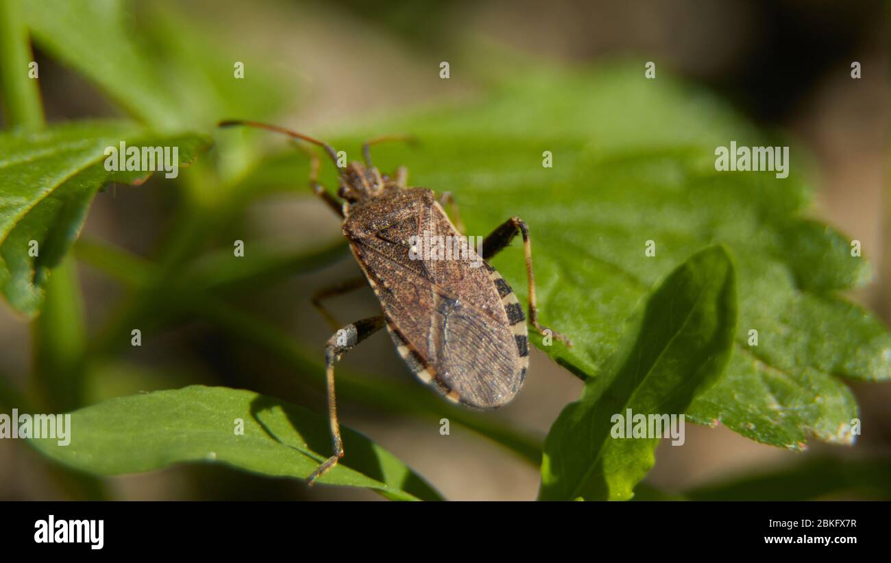 Brown marmorated stink bug macro Stock Photo Alamy