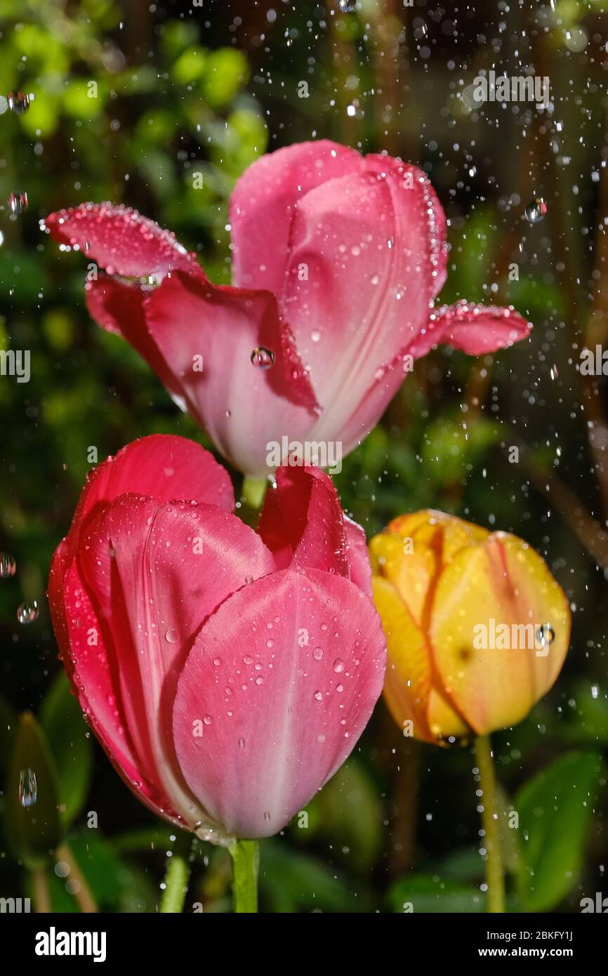 Garden red yellow tulips hi-res stock photography and images - Alamy
