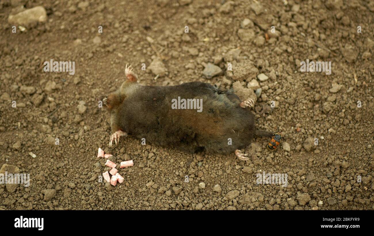 Poisoning by poison pellets rodenticides pesticides agriculture against