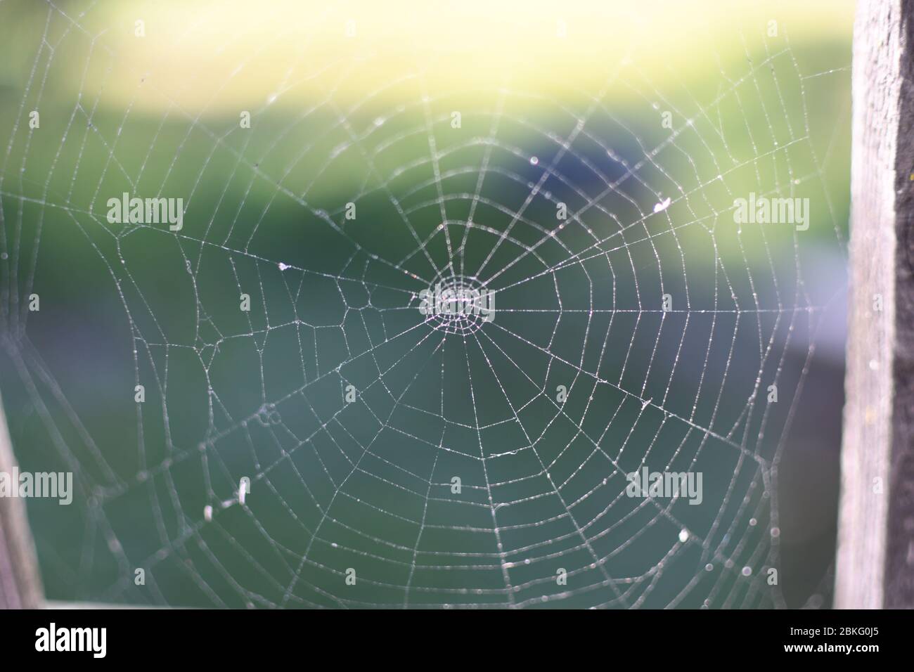 The Most Elaborate Spider Webs Ever Found in Nature