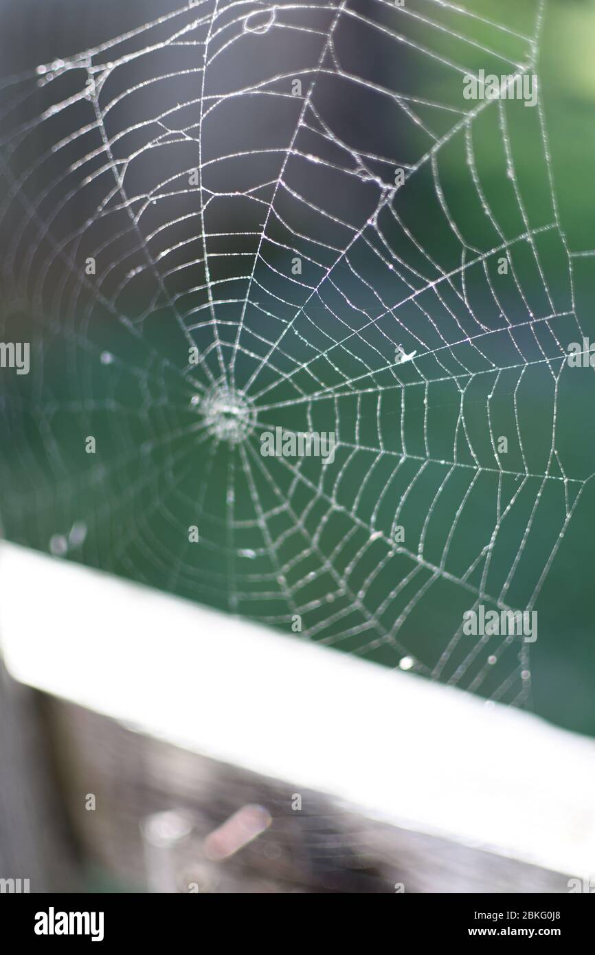 A spider web on a fence at the country side. Green grass in the ...