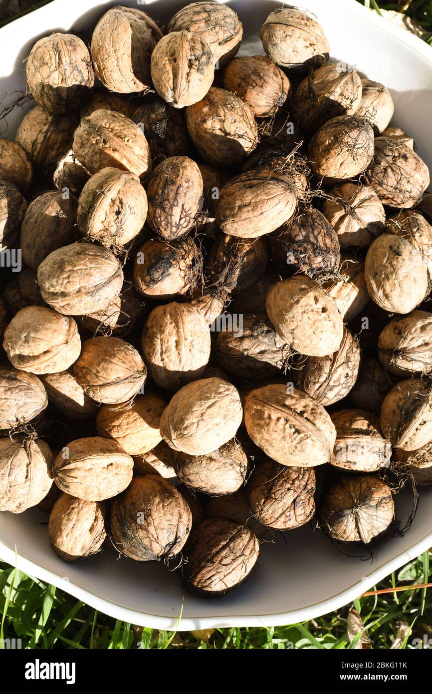 A lot of bio organic bowl with a pile or stack of whole walnuts, for ...