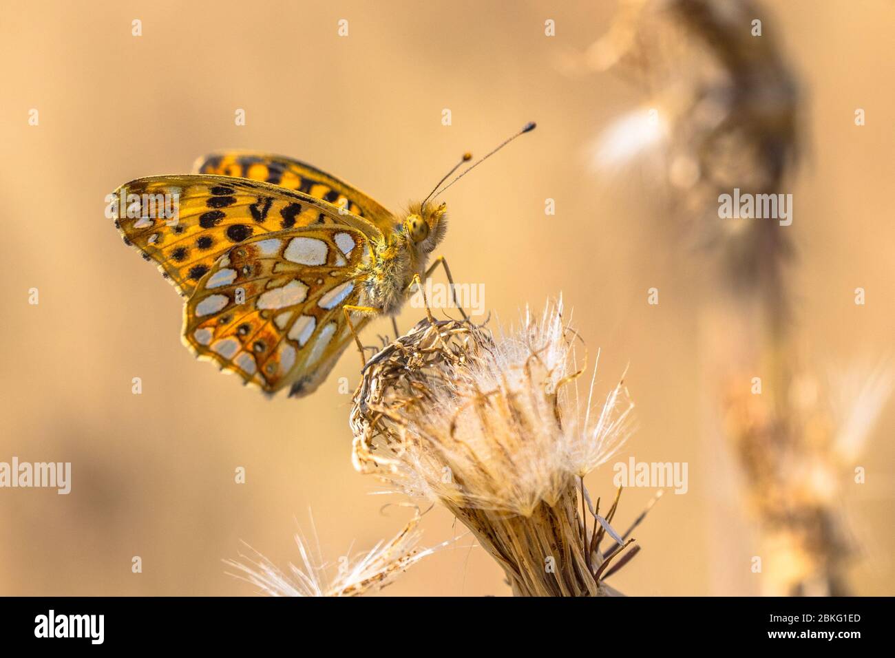 Queen of Spain fritillary (Issoria lathonia) resting on flower of thistle with backlight sun Stock Photo