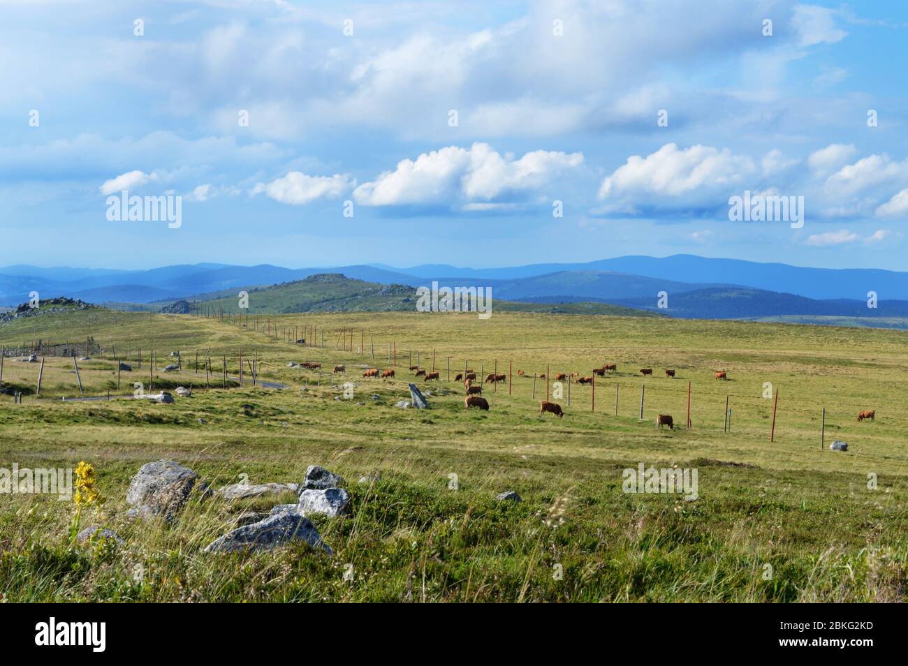 Magnificent mountain landscape view at the top, with a herd of cows. Way of Saint James Stock Photo
