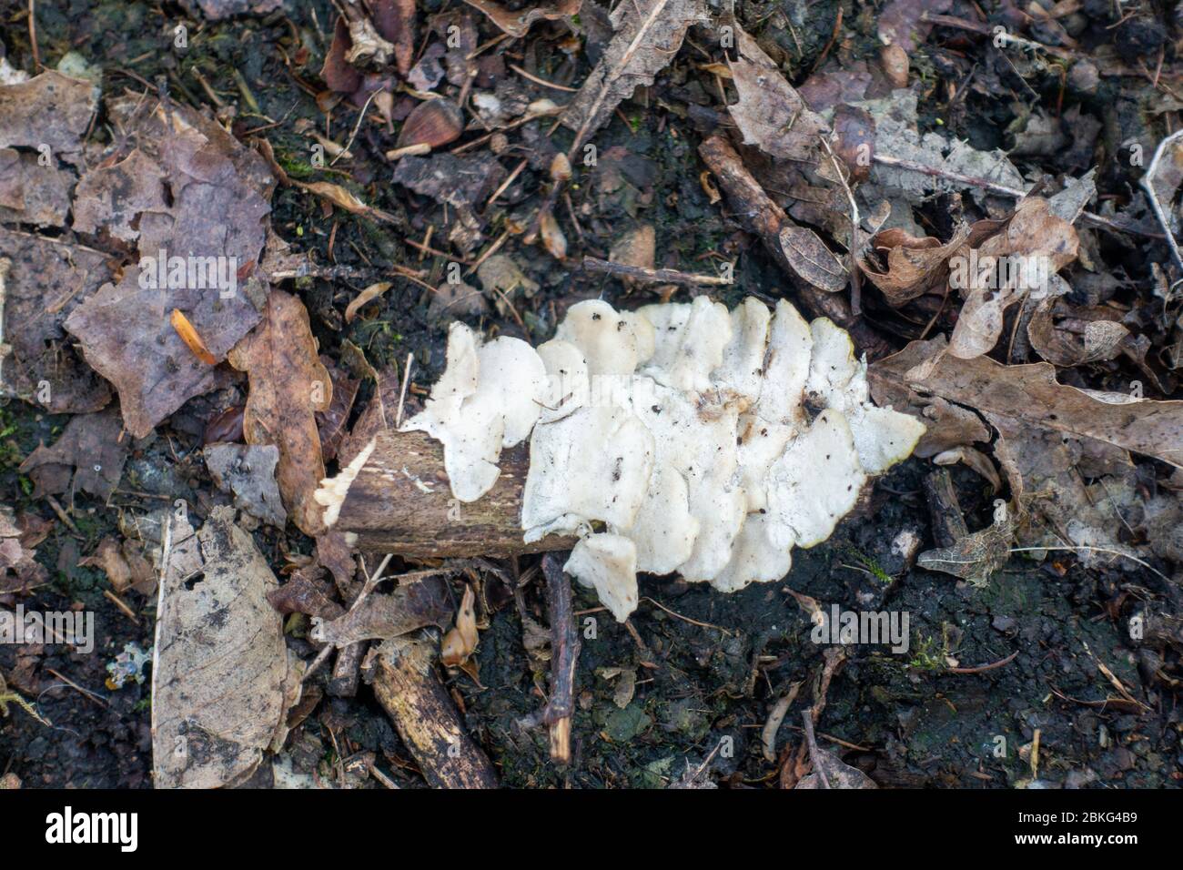 Ecclesall Woods are ancient woodland in Sheffield UK. A white fungus on a dead branch Stock Photo
