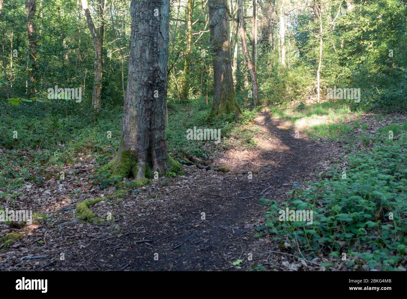 Ecclesall Woods are ancient woodland in Sheffield UK. A small path through the trees Stock Photo