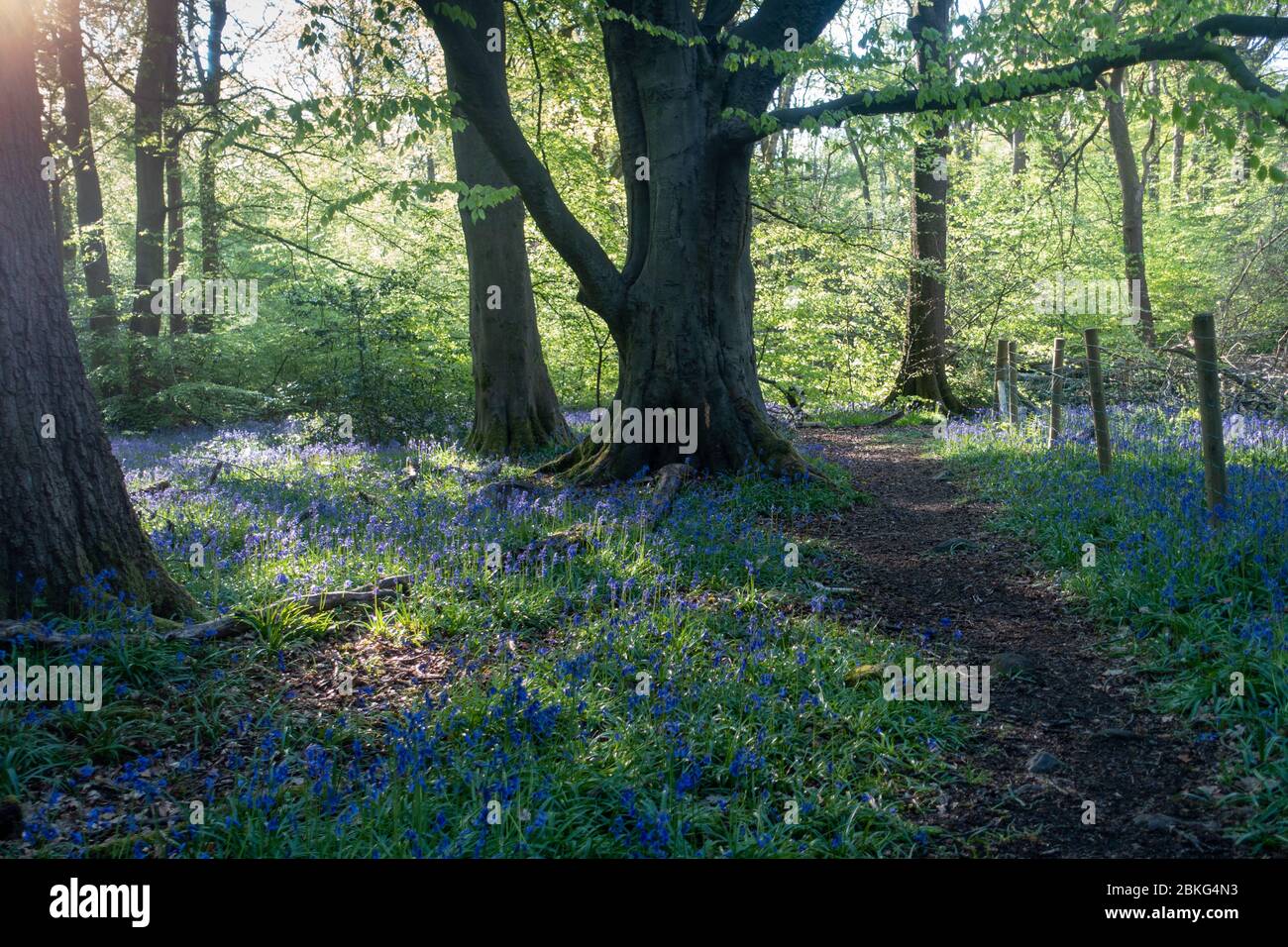 Ecclesall Woods are ancient woodland in Sheffield UK. There is a fine display of bluebells in spring Stock Photo