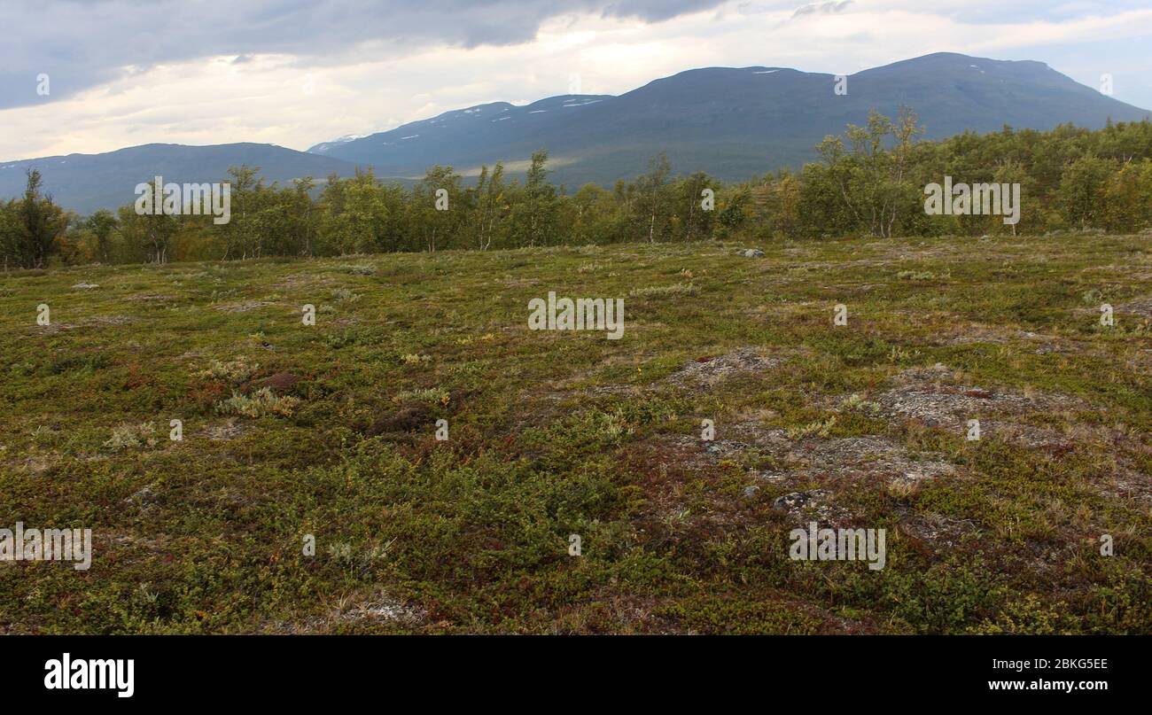 Overview of mountain grassland arctic tundra in abisko national park, northern Sweden Stock Photo