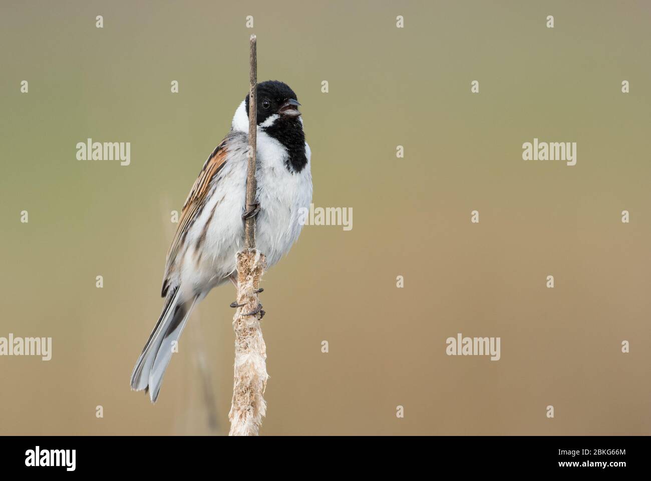 A male Reed Bunting (Emberiza Schoeniclus) in breeding plumage perched on a reed stem with a clean background. Taken at a small pond in Wiltshire. Stock Photo