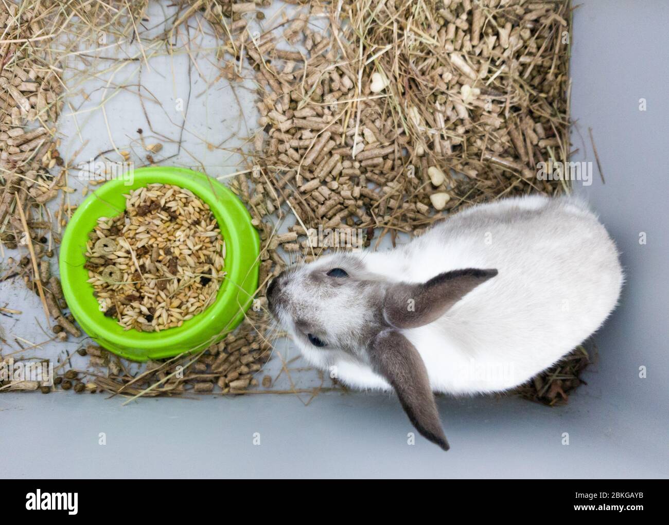 Home decorative rabbit in a gray cage of gray-white color. Rabbit eats from  a green bowl. A series of photos of a cute and fluffy rodent pet. Little e  Stock Photo -
