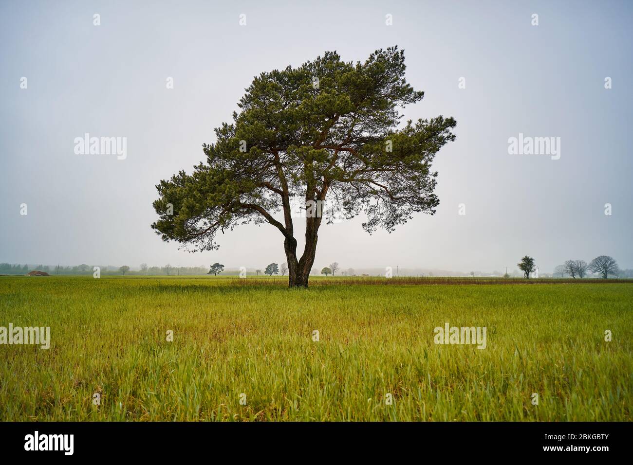lonely pine tree in the middle of a misty field Stock Photo - Alamy