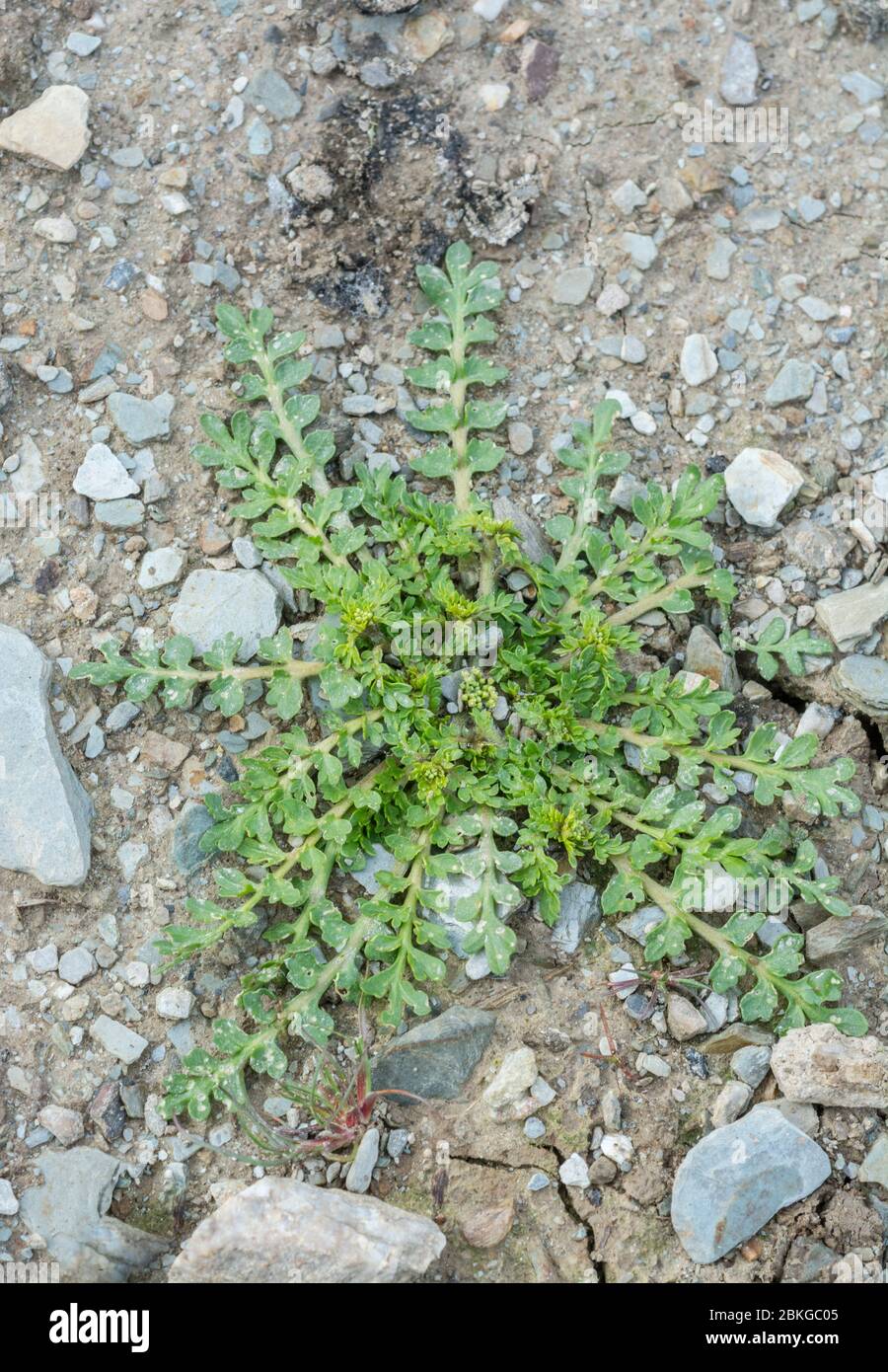 Possibly leaf rosette of a young Shepherds Purse / Capsella bursa-pastoris plant in a parched cropped field. Once used medicinally, and also edible Stock Photo