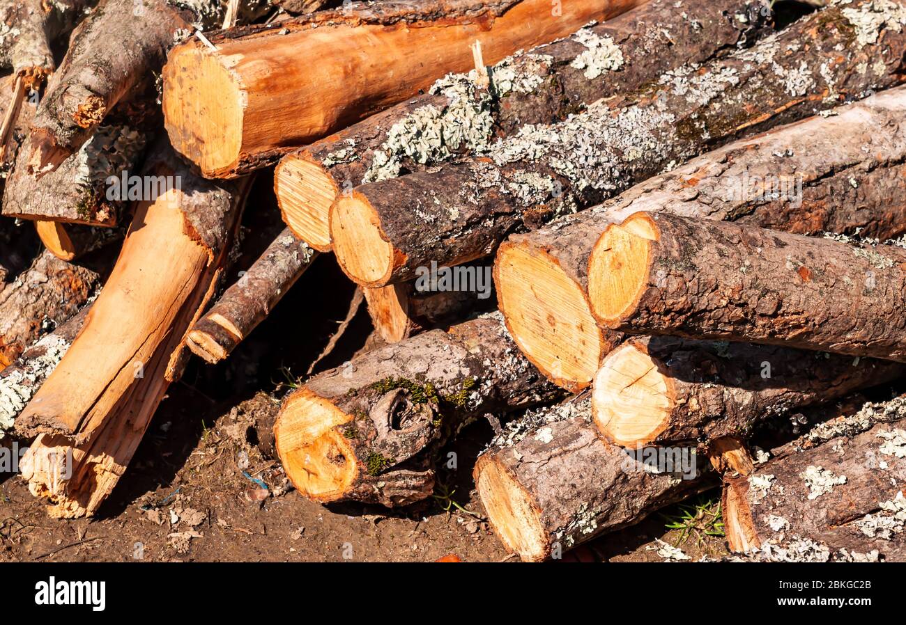 A pile of cut, stacked logs on the ground in bright sunshine Stock