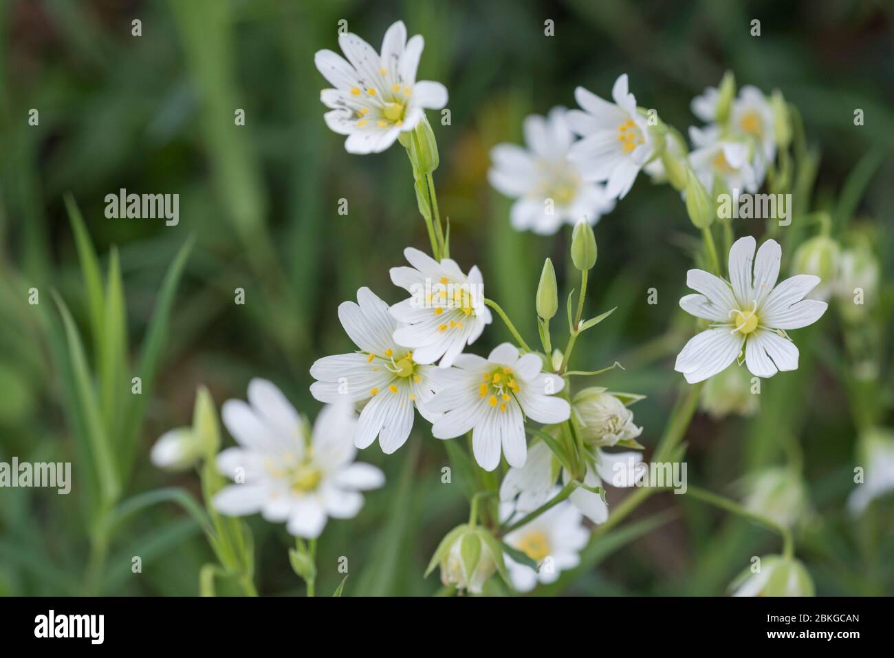 Springtime white flowers of Greater Stitchwort / Stellaria holostea, a hedgerow relative of Chickweed / Stellaria media. Medicinal plant used in cures Stock Photo