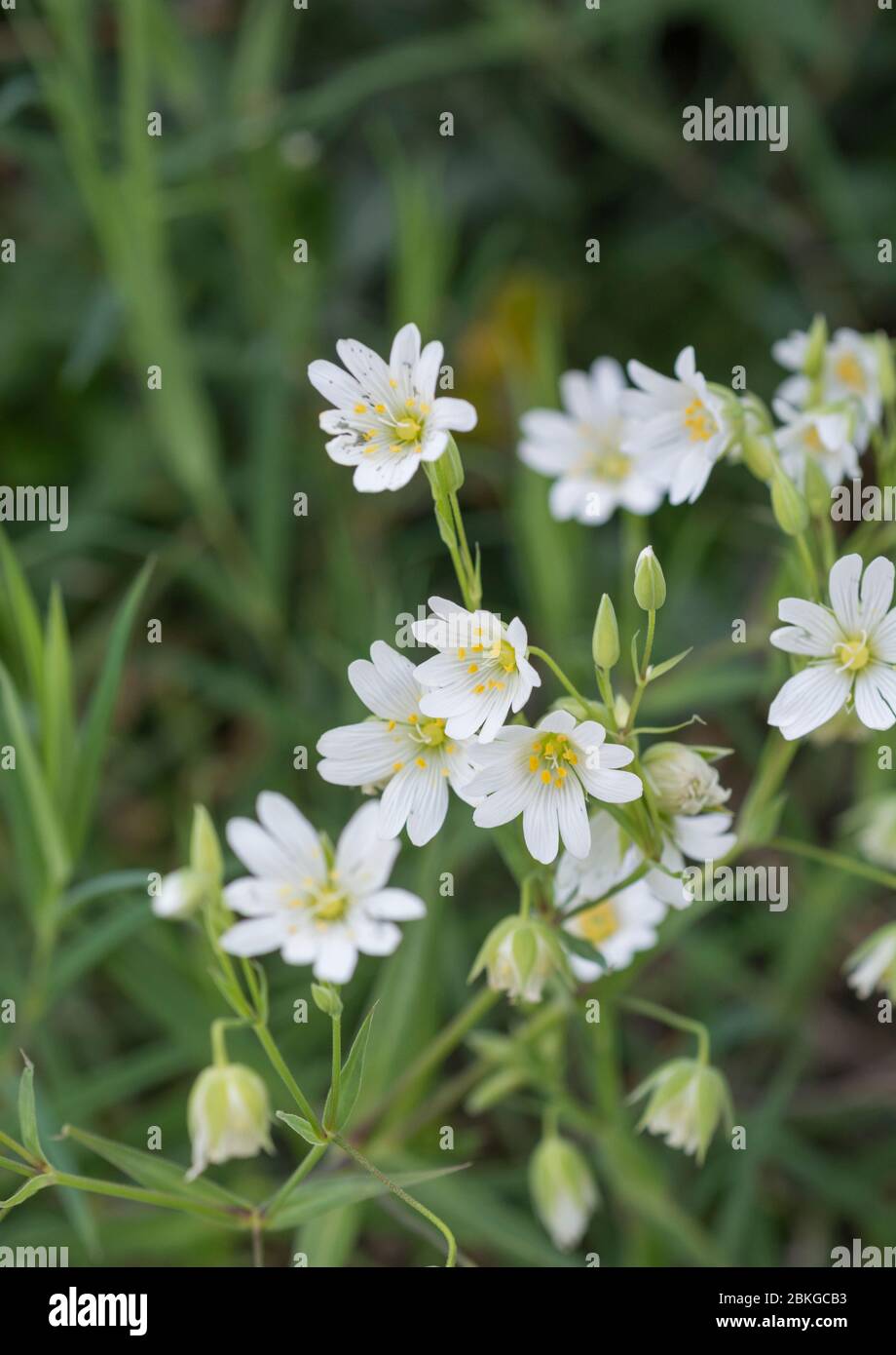 Springtime white flowers of Greater Stitchwort / Stellaria holostea, a hedgerow relative of Chickweed / Stellaria media. Medicinal plant used in cures Stock Photo