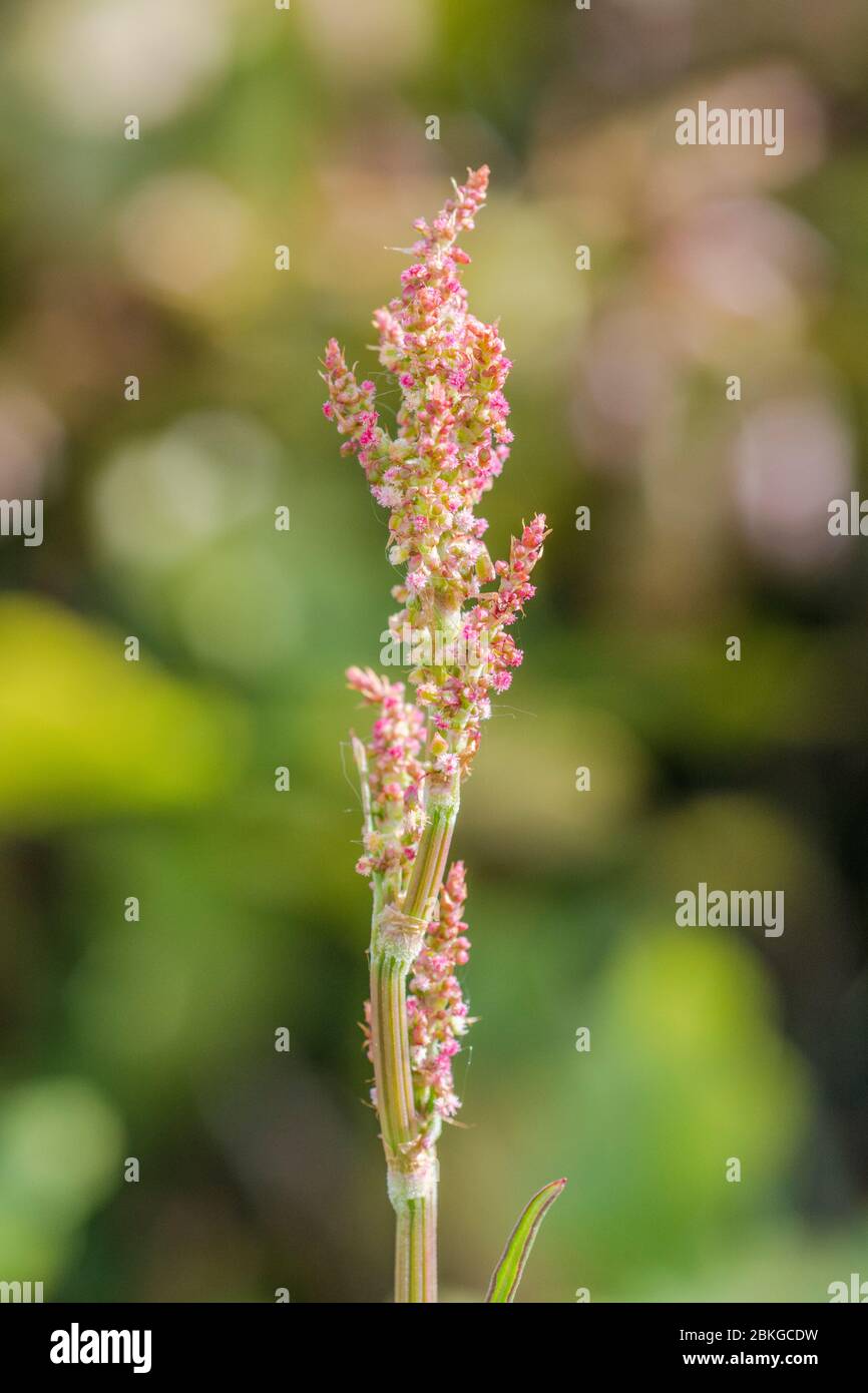 Close-up flowering Common Sorrel / Rumex acetosa growing wild in a Cornish hedgerow. Has acid tasting leaves, can be eaten & used in herbal remedies. Stock Photo