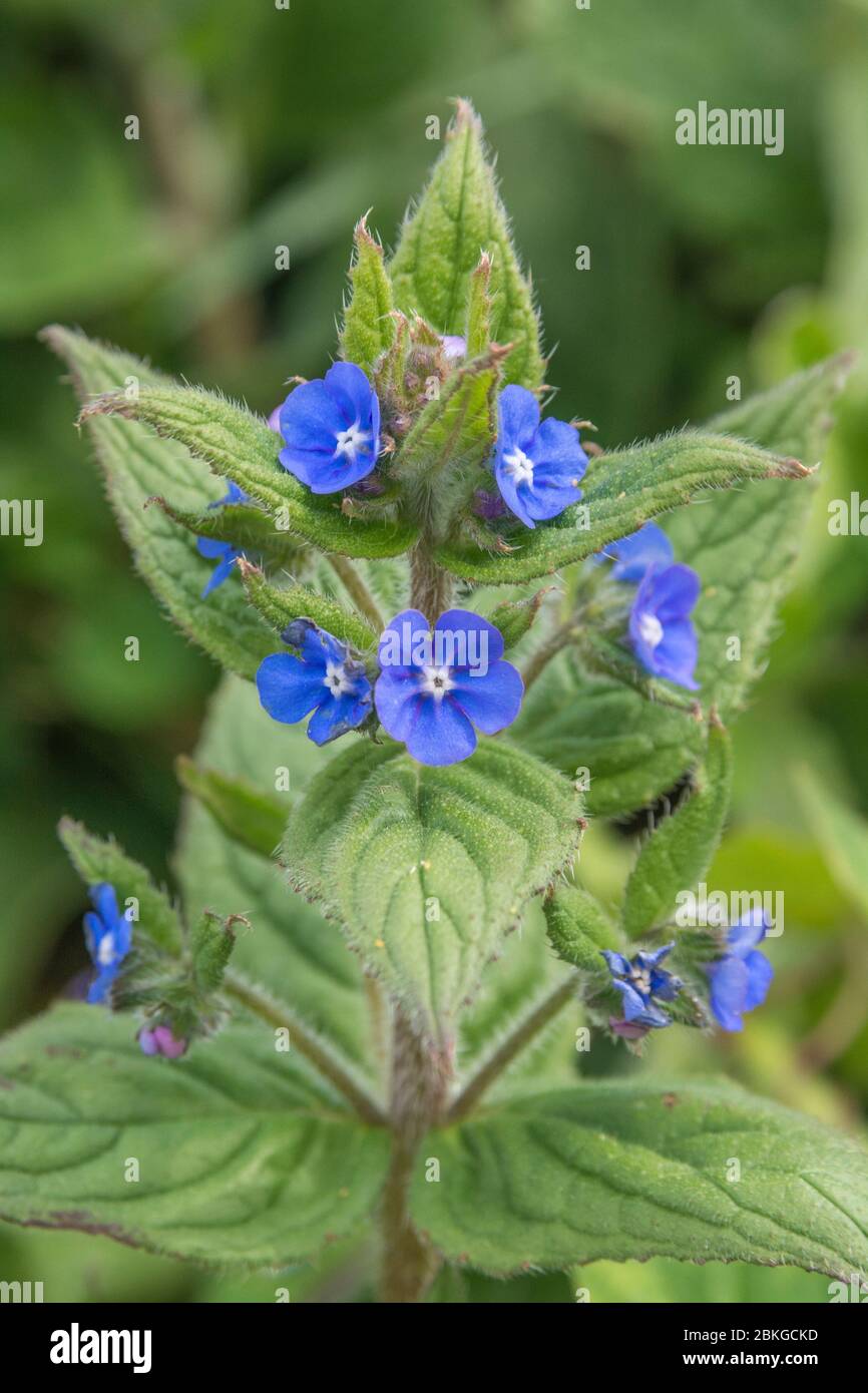 Bright blue flowers of Green Alkanet / Pentaglottis sempervirens, formerly Anchusa sempervirens in sunshine. Roots provide red dye used in Med & food Stock Photo