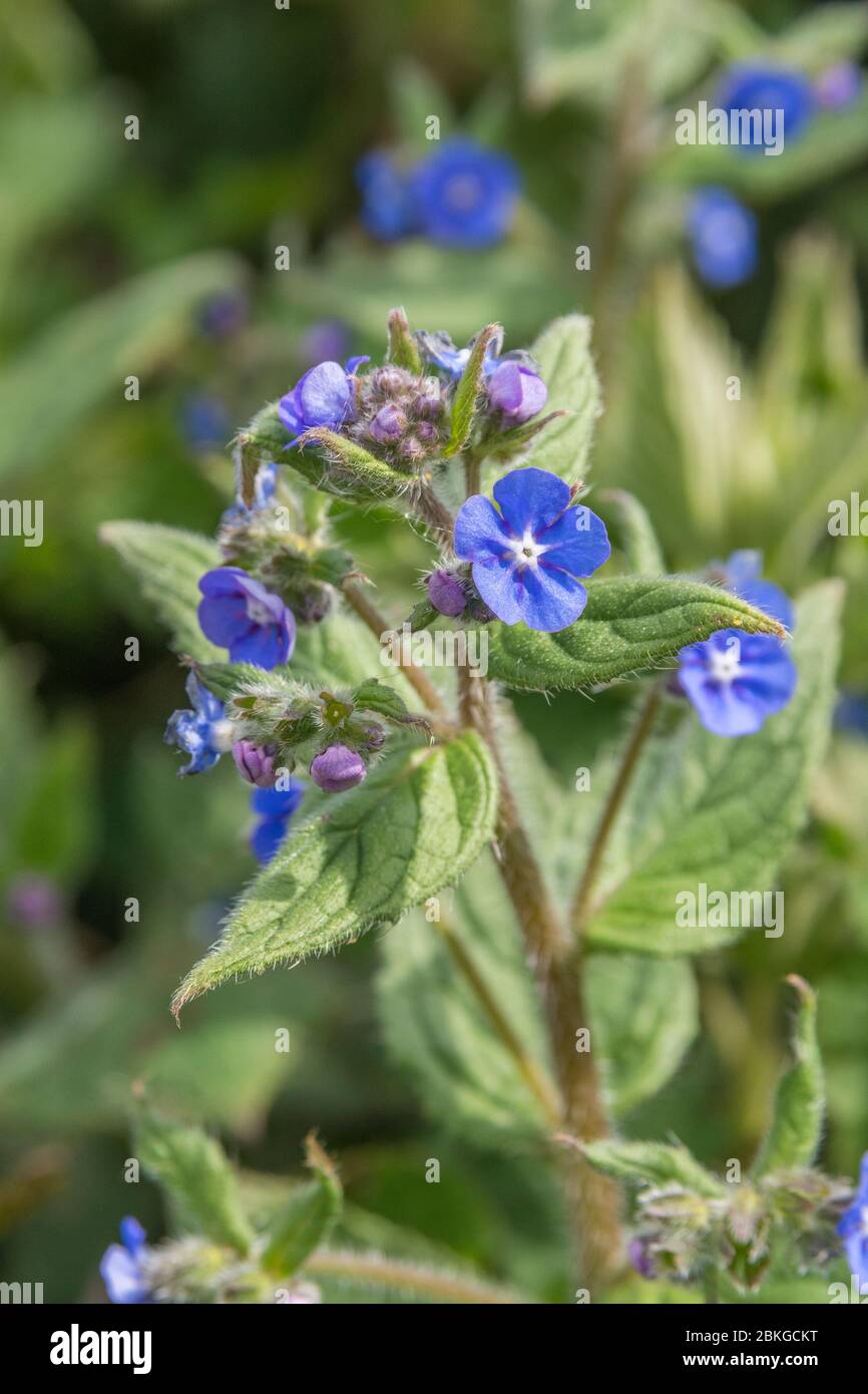 Bright blue flowers of Green Alkanet / Pentaglottis sempervirens, formerly Anchusa sempervirens in sunshine. Roots provide red dye used in Med & food Stock Photo